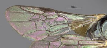 Media type: image;   Entomology 15814 Aspect: Wing front